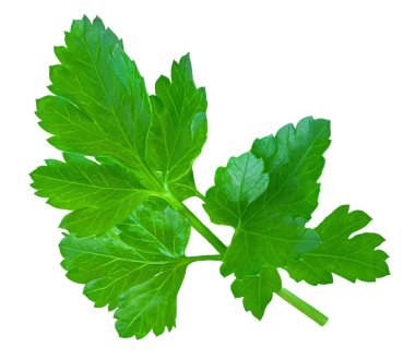 Maydanoz beyaz arka planda izole edilmiş. Taze Maydanoz yakın plan bırakır. Yemek ve yemek paketi tasarım elementleri düzleştirildi. Üst görünüm