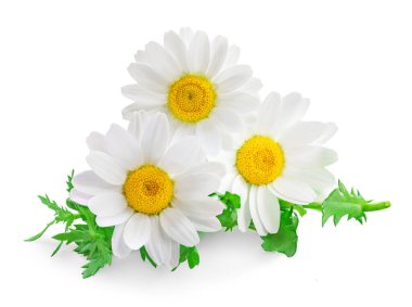 Güzel beyaz Daisy (Marguerite) beyaz arka planda izole edildi. Yeşil yapraklı papatya çayı