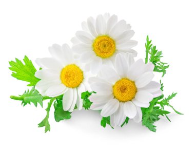 Güzel beyaz Daisy (Öküz Gözlü Daisy) beyaz arka planda izole edilmiştir. Yeşil yapraklı papatya çayı