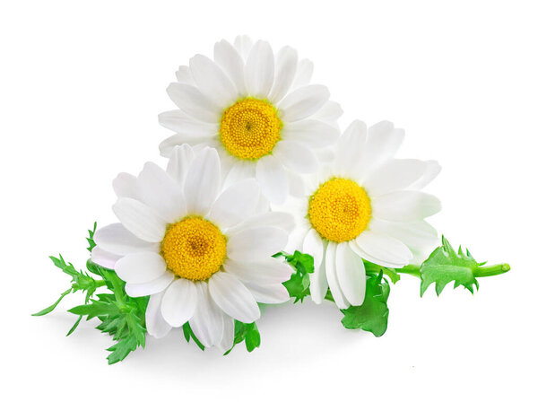 Мбаппе (Маргерит) на белом фоне. Ромашка с зелеными листьями