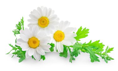 Beyaz arka planda izole papatya ya da papatya çiçeği. Camomilie yaprakları yakın. Ürün tasarım elementi