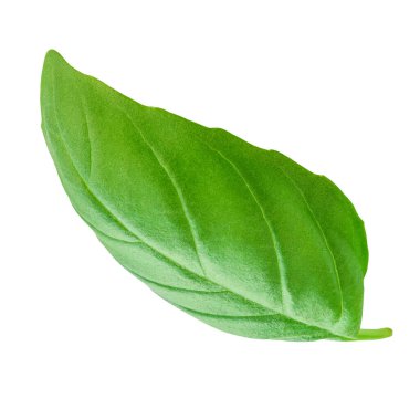 Basil izole edildi. Uçan Organik Basil havalandı. Beyaz arkaplanda yeşil fesleğen yaprağı var. Havalanma. Yemek malzemesi, tasarım elementi Üst Manzara. Düz yatıyordu.