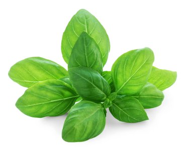 Basil izole edildi. Beyaz üzerine organik fesleğen yaprağı. Gıda malzemesi, aromatik bitkiler, yakın plan. Taze Genovese fesleğeni