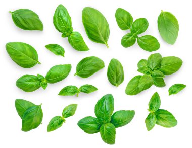 Basil izole edildi. Uçan fesleğen koleksiyonu. Basil yaprağı beyaz arkaplanda izole edildi. Gıda malzemesi, tasarım elementi Top view. Düz yatıyordu