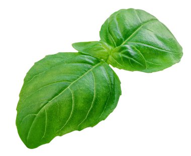 Tek Basil izole edildi. Uçan Organik Basil havalandı. Beyaz arkaplanda yeşil fesleğen yaprağı var. Havalanma. Yemek malzemesi, tasarım elementi Üst Manzara. Düz yatıyordu
