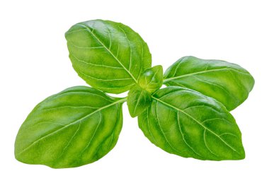 Basil izole edildi. Uçan Organik Basil havalandı. Beyaz arkaplanda yeşil fesleğen yaprağı var. Havalanma. Yemek malzemesi, tasarım elementi Üst Manzara. Düz yatıyordu.