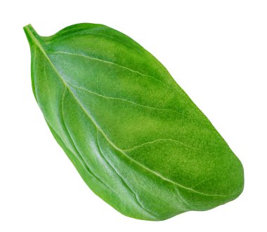 Tek Basil izole edildi. Uçan Organik Basil havalandı. Beyaz arkaplanda yeşil fesleğen yaprağı var. Havalanma. Yemek malzemesi, tasarım elementi Üst Manzara. Düz yatıyordu