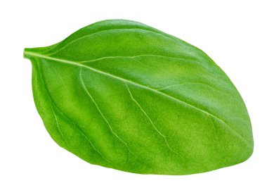 Uçan Basil yaprağı beyaza izole edilmiş. Pesto sosu için yeşil fesleğen yaprağı. Yemek malzemesi, tasarım elementi Üst Manzara. Düz yatıyordu.
