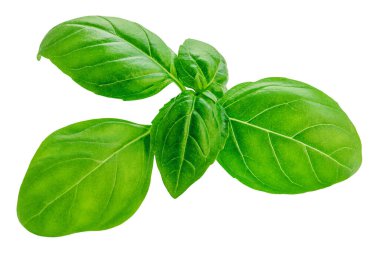 Uçan Basil yaprağı beyaza izole edilmiş. Pesto sosu için yeşil fesleğen yaprağı. Yemek malzemesi, tasarım elementi Üst Manzara. Düz yatıyordu.