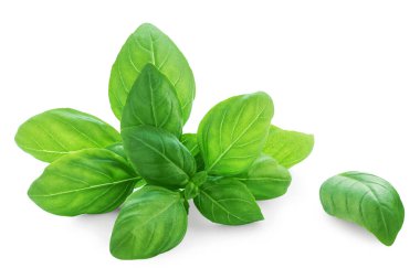 Basil izole edildi. Beyaz arka planda organik yeşil fesleğen yaprağı. Yemek malzemesi, tasarım elementi Üst Manzara. Düz yatıyordu.