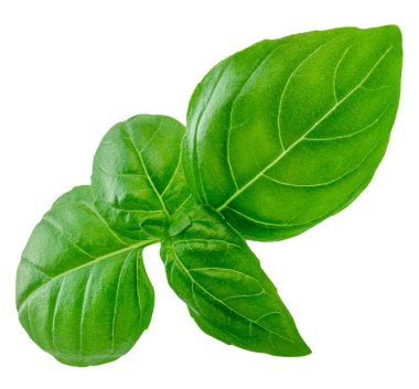 Uçan Basil yaprağı beyaza izole edilmiş. Pesto sosu için yeşil fesleğen yaprağı. Yemek malzemesi, tasarım elementi Üst Manzara. Düz yatıyordu.