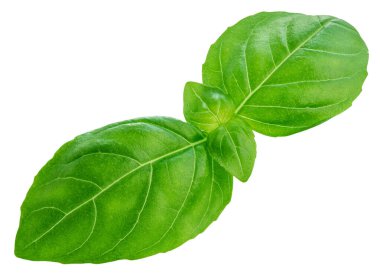 Uçan Basil yaprağı beyaza izole edilmiş. Pesto sosu için yeşil fesleğen yaprağı. Yemek malzemesi, tasarım elementi Üst Manzara. Düz yatıyordu.
