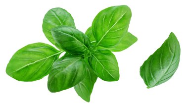 İzole Basil yaprakları. Beyaz arka planda yeşil fesleğen yaprağı koleksiyonu. Üst Manzara. Düz yatıyordu. Şablon. Paket tasarım ögesi