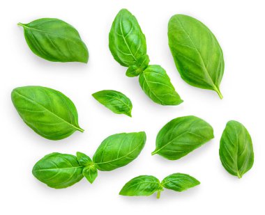 İzole Basil yaprakları. Beyaz arka planda yeşil fesleğen yaprağı koleksiyonu. Üst Manzara. Düz yatıyordu. Şablon. Paket tasarım ögesi