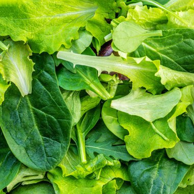 Salata yaprağı dokusu. Arkaplan olarak ıspanak, kabak, marul ve roka ile karıştırılmış salata yaprakları. Düz yatıyordu. Üst görünüm. 
