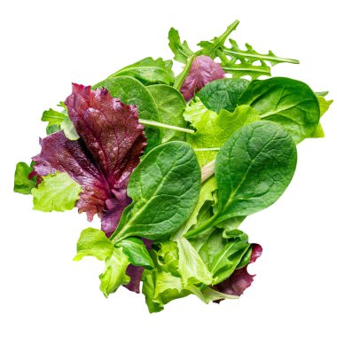 Taze bahar yaprakları izole edilmiş. Beyaz üzerine yeşil salata yaprakları. Bir yığın roka, marul, ıspanak ve pancar yaprakları. Üst görünüm