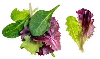 Taze bahar yaprakları izole edilmiş. Beyaz üzerine yeşil salata yaprakları. Bir yığın roka, marul, ıspanak ve pancar yaprakları. Üst görünüm