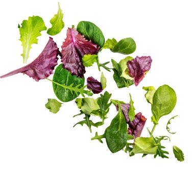 Dökülen bahar yaprakları beyaza izole edilmiş. Taze salata yapraklarının patlaması. Uçan roka, marul, ıspanak ve kırmızı pancar yaprağı havada. Yaratıcı yerleşim