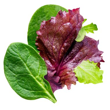 Taze bahar yaprakları izole edilmiş. Beyaz üzerine yeşil salata yaprakları. Bir yığın roka, marul, ıspanak ve pancar yaprakları. Üst görünüm
