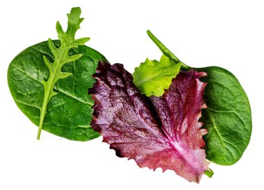 Taze bahar yaprakları izole edilmiş. Beyaz üzerine yeşil salata yaprakları. Bir yığın roka, marul, ıspanak ve pancar yaprakları. Üst görünüm