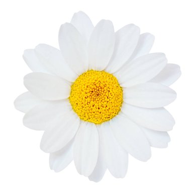 Beyaz zemin üzerinde bal pekmezi akan bal peteği. Honey Flat yatıyordu. Üst Manzara. Paket 