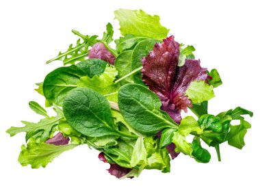 Taze bahar yaprakları izole edilmiş. Beyaz üzerine yeşil salata yaprakları. Bir yığın roka, marul, ıspanak ve pancar yaprakları. Üst Manzara. Düz yatıyordu