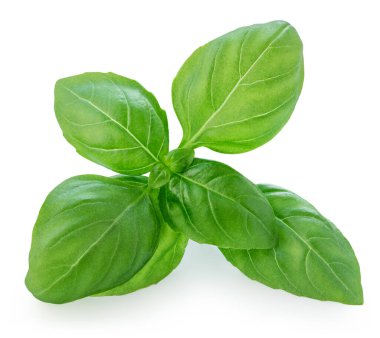 Basil beyaza izole edilmiş. Tatlı fesleğen, fesleğen ve bitkisel besin. Paket tasarım ögesi