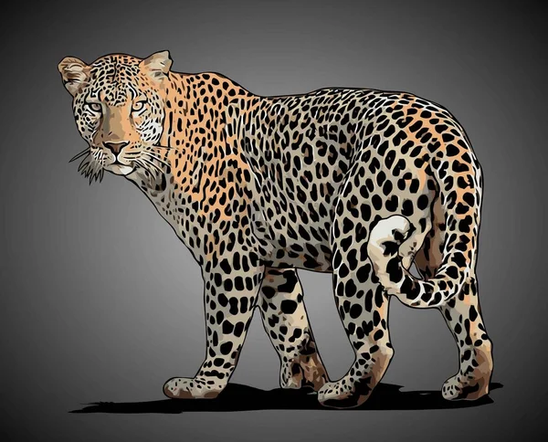 Леопардовый Векторный Шаблон — стоковый вектор