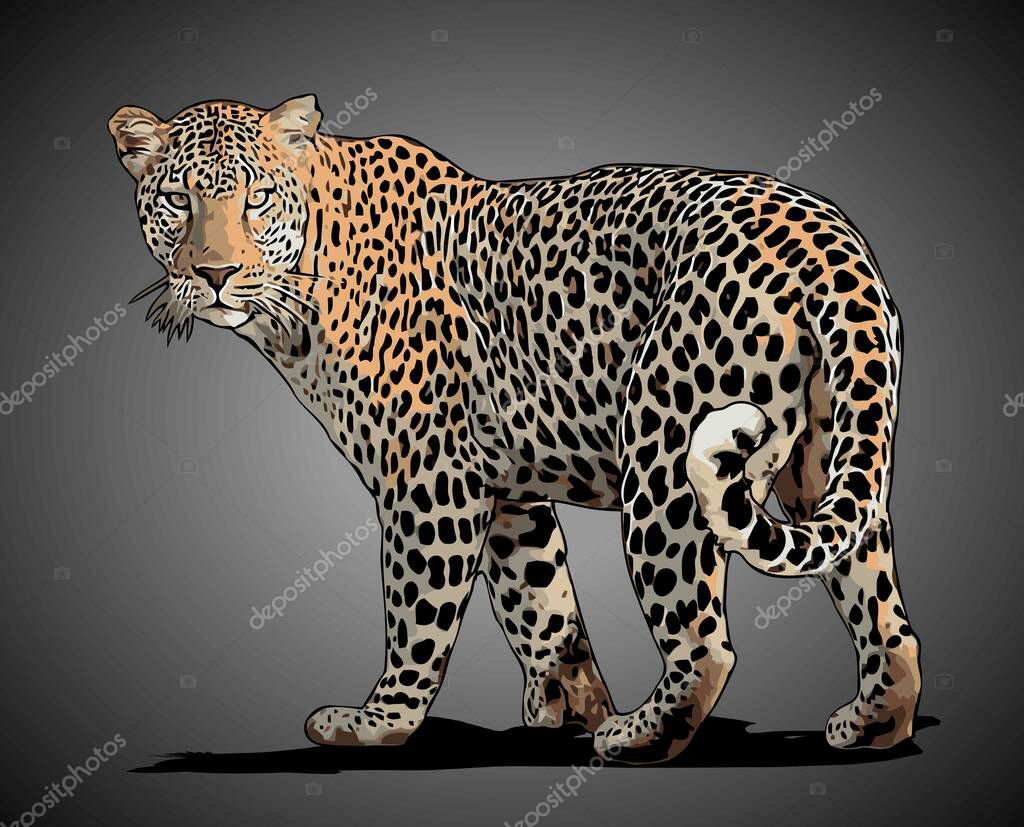 Leopard walking side view vector template