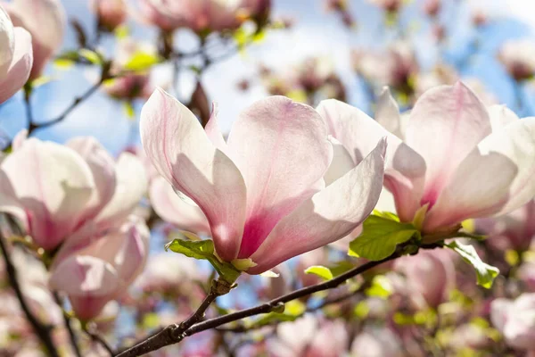 stock image Beautiful blooming white and pink magnolia tree on spring day