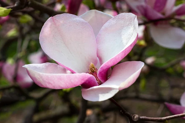 Prachtige Bloeiende Roze Magnolia Bloemboom Lentedag Bloeiende Boom Tuin — Stockfoto