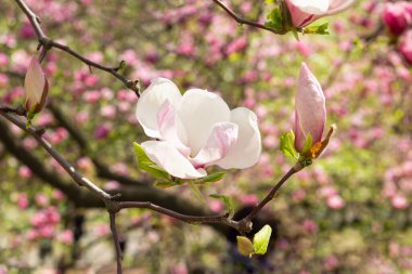 Güzel beyaz manolya ağacı, bahar günü. Seçici odak