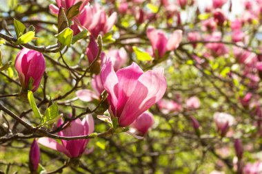 Güzel açan pembe manolya ağacı, bahar günü yeşil yaprakların arasında.