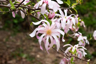 Güzel açan pembe ve beyaz yıldız manolya ağacı, bahar günü. Magnolia stellata çiçeği. Bahçede çiçek açan ağaç