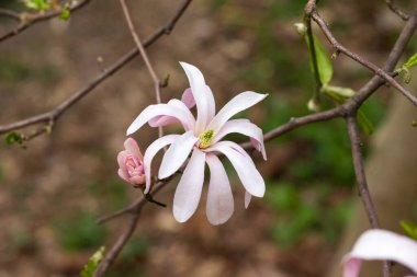 Güzel açan pembe ve beyaz yıldız manolya ağacı, bahar günü. Magnolia stellata çiçeği. Bahçede çiçek açan ağaç