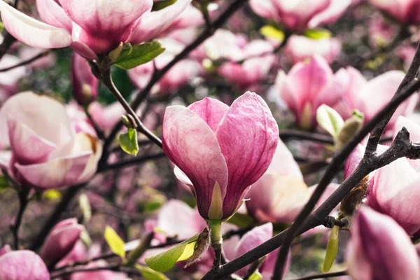 stock image Beautiful blooming pink magnolia flower tree on spring day. Flowering tree in garden