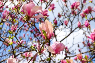 Bahar günü çiçek açan güzel pembe manolya ağacı. Bahçede çiçek açan ağaç