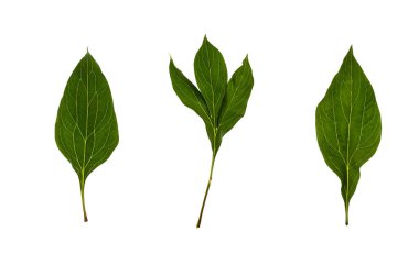 Beyaz arka planda üç yeşil şakayık yaprağı var. Doğal dokuya ve detaylara sahip taze yeşilliklerin yakınlaştırılması.