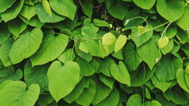 Kalp şeklinde yaprakları olan canlı yeşil yapraklar..