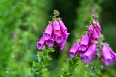 Yeşil arka planda çiçek açan sağlık bitkisi Foxglove (Digitalis Purpurea) 