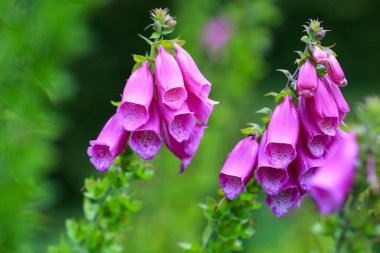 Yeşil arka planda çiçek açan sağlık bitkisi Foxglove (Digitalis Purpurea)