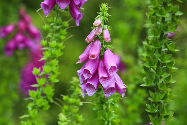 Kvetoucí Lékařská Rostlina Foxglove Digitalis Purpurea Zeleném Pozadí — Stock fotografie