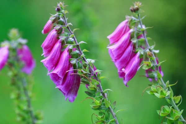 Virágzó Orvosi Növény Foxglove Digitalis Purpurea Zöld Háttér — Stock Fotó