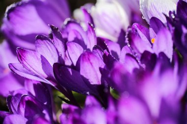 Su damlalarıyla, makroyla kaplanmış mavi çiçek tarlası, yakın plan.