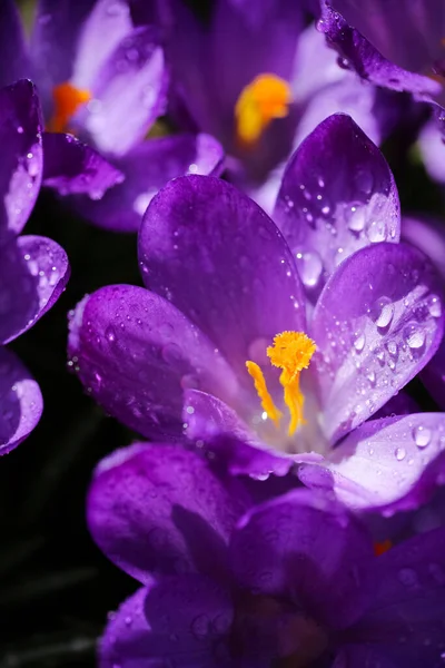 Niebieski Kwitnący Krokus Pokryty Kroplami Wody Makro Zbliżenie — Zdjęcie stockowe