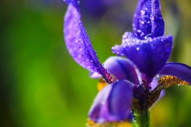 Çiçek açan mavi bitki Iris yağmur sonrası su damlalarıyla kaplı, yakın plan, makro