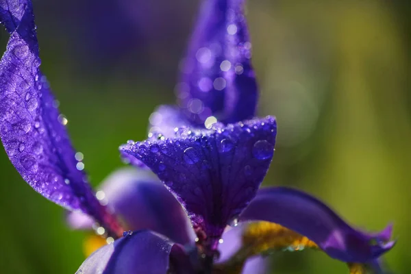 Bloeiende Blauwe Plant Iris Bedekt Met Waterdruppels Regen Close Macro — Stockfoto