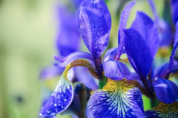 Квітуча Блакитна Рослина Айріс Вкрита Краплями Води Після Дощу Крупним — стокове фото
