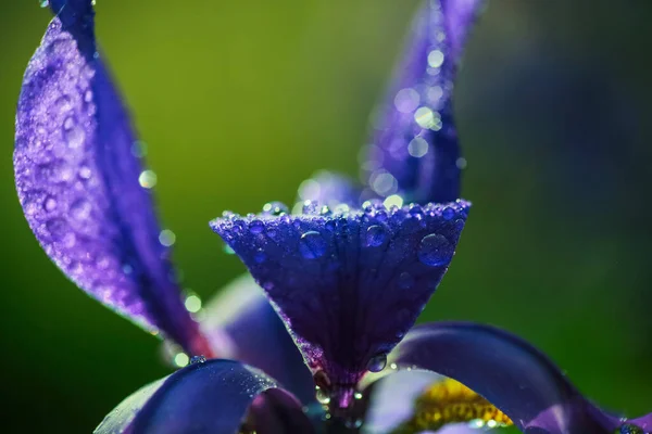 Цветущие Голубые Растения Ирис Покрыты Капли Воды После Дождя Крупным — стоковое фото