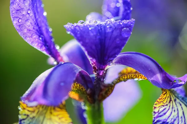 青い植物を咲かせる虹彩は雨の後に水滴で覆われ 閉じて マクロ — ストック写真